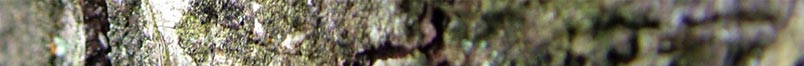 top image